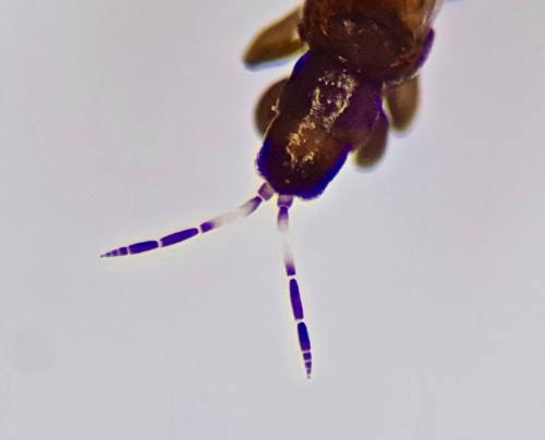 Réf. 222 671 : Aeolothrips sp.